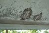 Plafond6.jpg